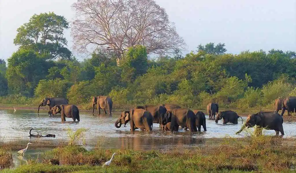Herd of wild Elephants at the Udawalawe National Park. Palm Lanka Tours