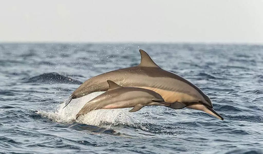 Dolphins at Kalpitiya